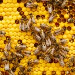 L'importance des Abeilles